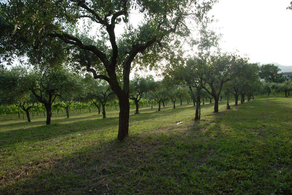 Tenuta Torellone San Potito Sannitico エクステリア 写真